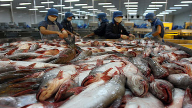 Brazil chuộng cá tra Việt Nam